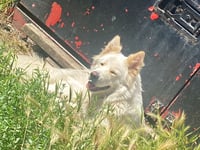 Police appeal after German shepherd-cross dog stolen in Old Woking