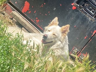 Police appeal after German shepherd-cross dog stolen in Old Woking