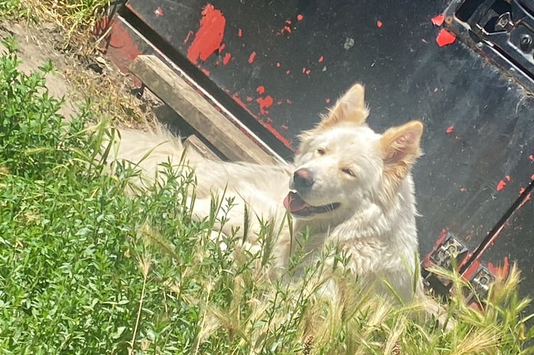 Woking police need help after this white German shepherd-cross dog was stolen.