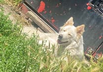 Police appeal after white German shepherd-cross dog stolen in Old Woking