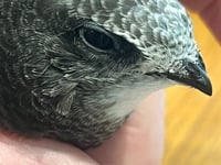 Send resident keen to tailor swift recovery