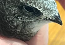 Send resident keen to tailor swift recovery