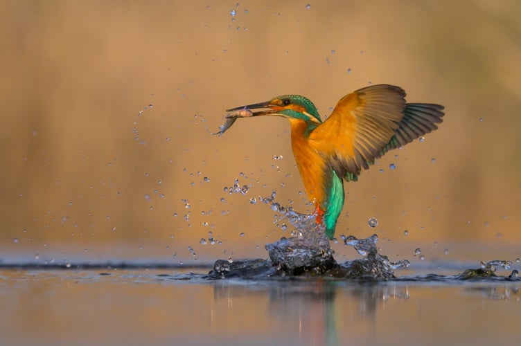 Kingfisher Rising by Richard Sheldrake