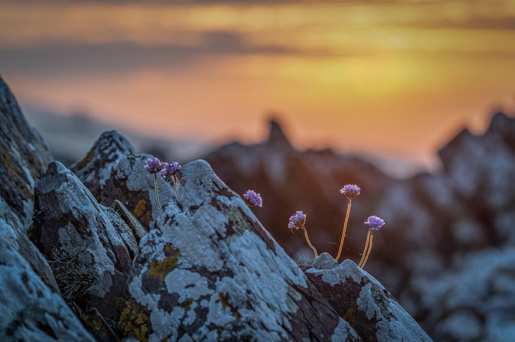 Early Morning Thrift by Mike Tibbotts