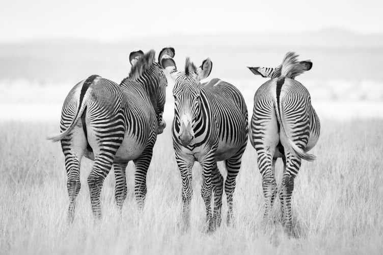 Three Grevy Zebras by Jane Hibbert