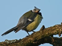 Missing birds in your garden? Here’s what’s happening this Summer