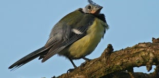 Missing birds in your garden? Here’s what’s happening this Summer