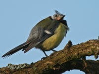 Missing birds in your garden? Here’s what’s happening this Summer