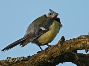 Missing birds in your garden? Here’s what’s happening this Summer