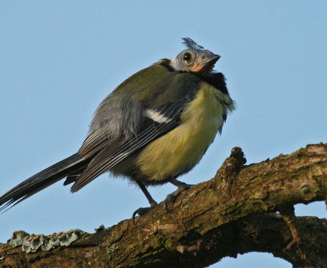 Missing birds in your garden? Here’s what’s happening this Summer