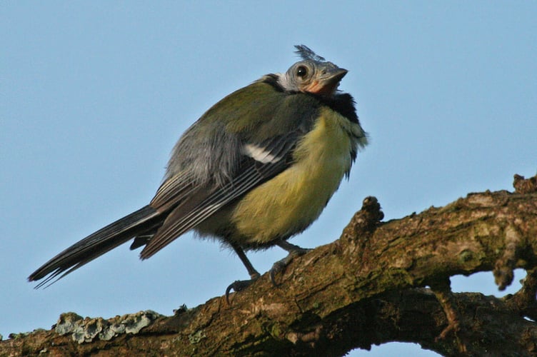 'Bald' Blue Tit! photo (c) Jon Hawkins