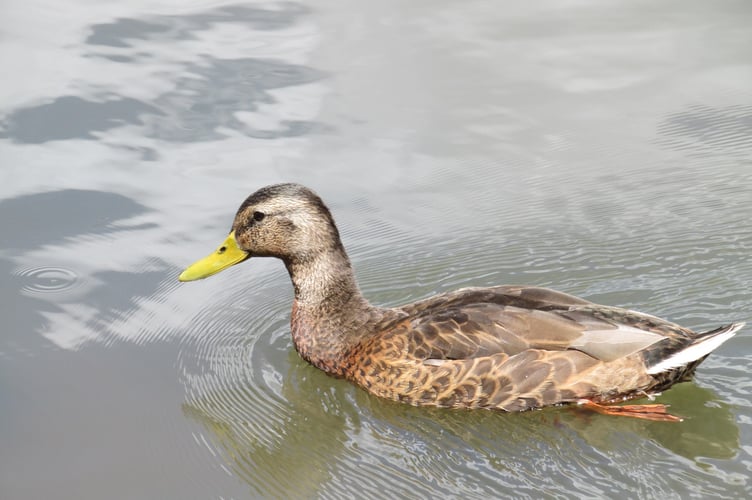 Mallard drake in eclipse colours. photo Chris Light, Wikipedia Commons