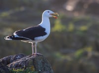 Human activities are altering gull diets
