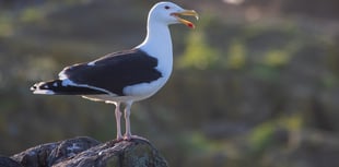 Human activities are altering gull diets