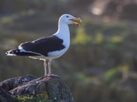 Human activities are altering gull diets