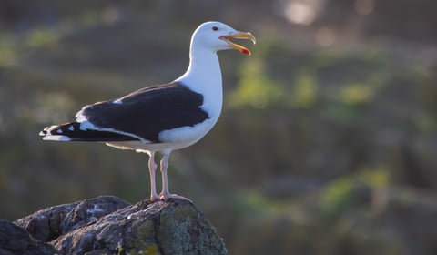 Human activities are altering gull diets