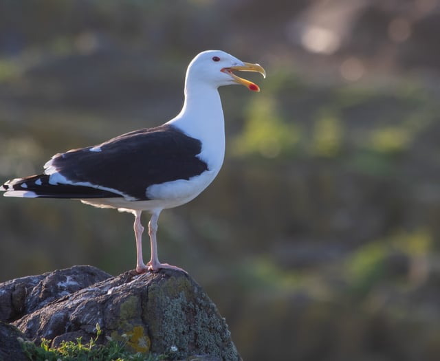Human activities are altering gull diets