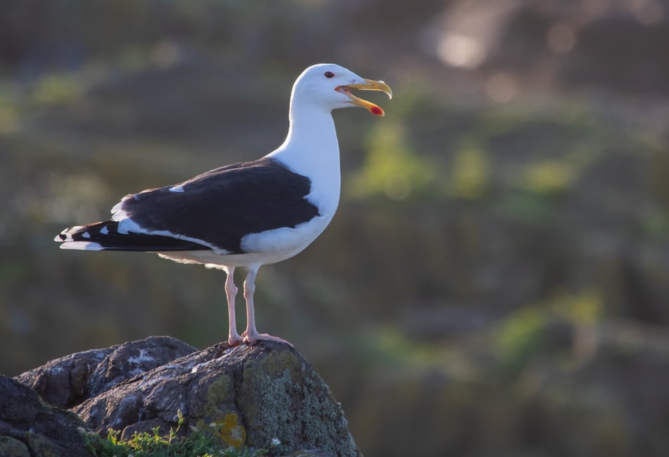 Human activities are altering gull diets