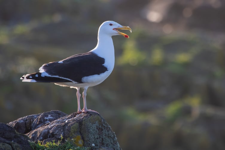 Great Black-backed Gull by Sam Langlois, BTO
