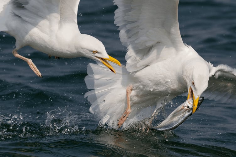 Herring Gulls by Edmund Fellowes, BTO