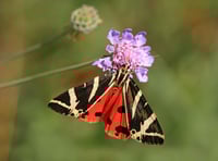Butterfly boom: Warm Spring brings rare sightings across the UK