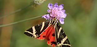 Butterfly boom: Warm Spring brings rare sightings across the UK