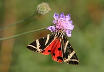 Butterfly boom: Warm Spring brings rare sightings across the UK