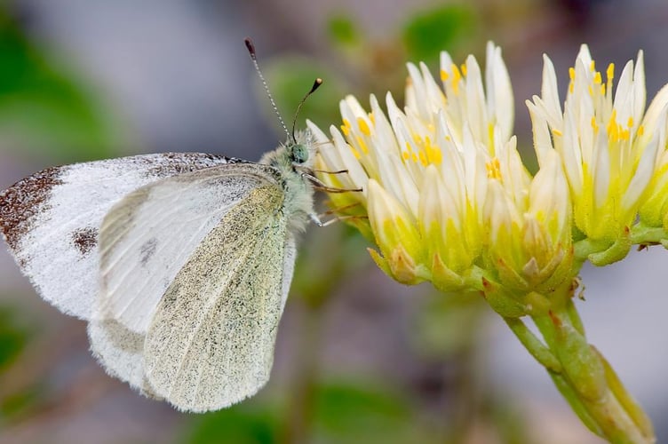 Southern Small White - photo by Adam Gor