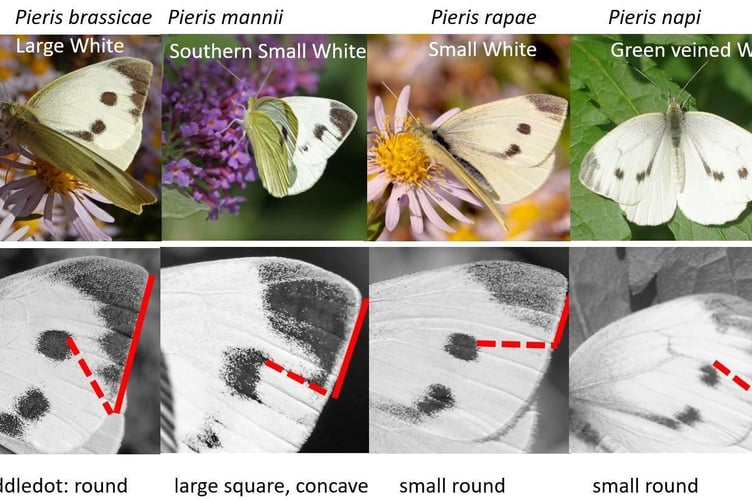 White butterflies graphic by Chris van Swaay