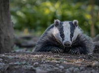 Badger group from Woking show off their skill-sett