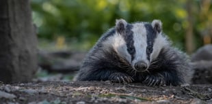 Badger group from Woking show off their skill-sett