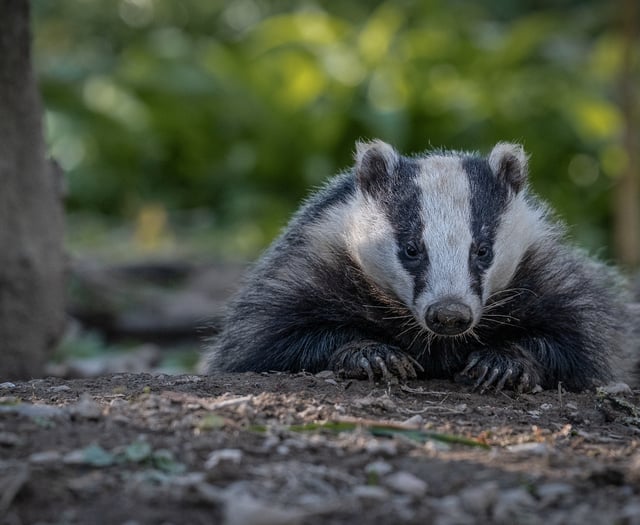 Badger group from Woking show off their skill-sett