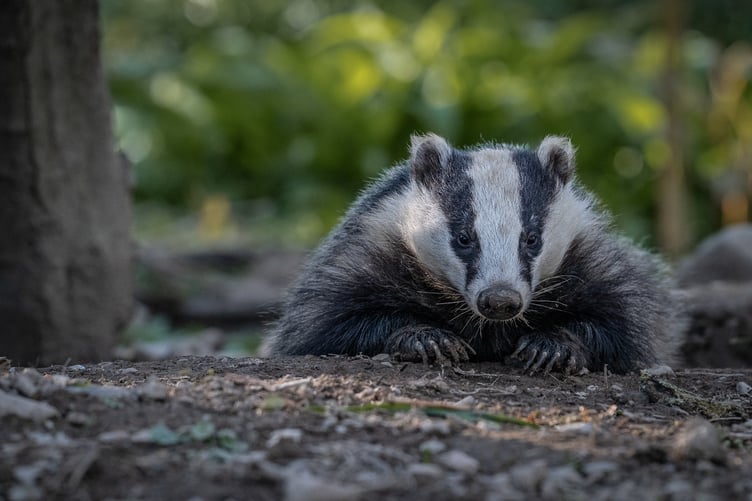 Badger Stock Picture