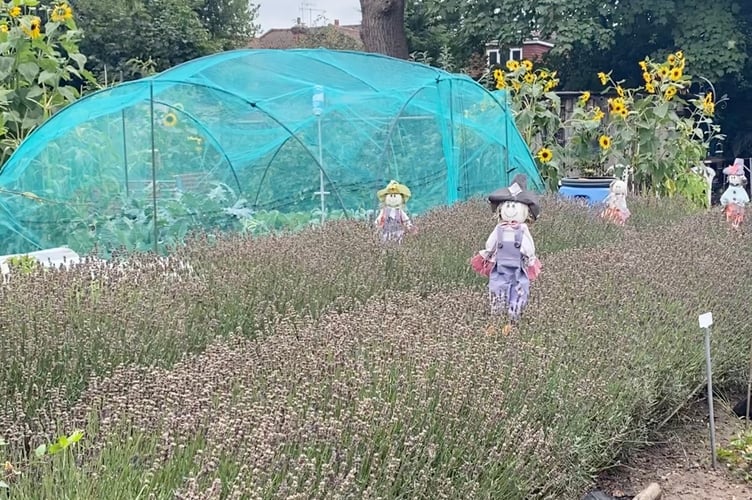 Derry's Field Old Woking Lavender