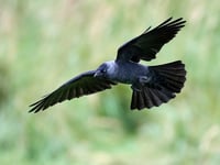 Cherry aid: how jackdaws enjoyed feast