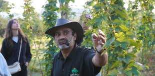 High hops for Hogs Back's harvest