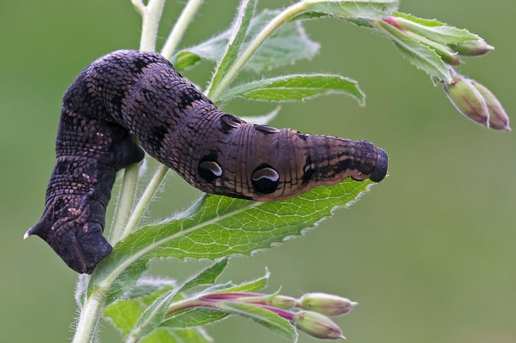 Elephant Hawk-moth caterpillar Photo by Heath McDonald, Butterfly Conservation