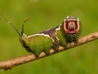 Going large: These caterpillars are huge