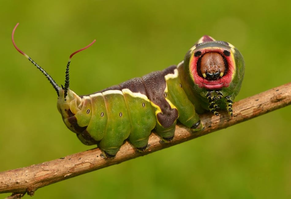 Going large: These caterpillars are huge