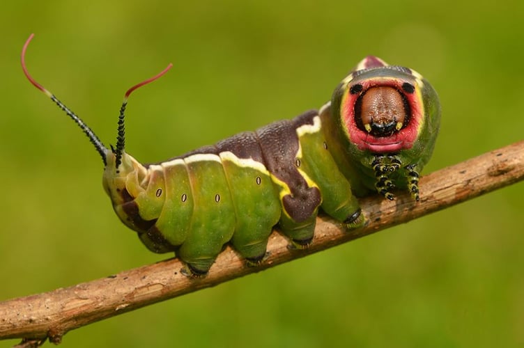 Puss moth caterpillar. Photo by Pete Withers, Butterfly Conservation