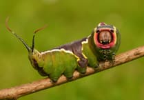 Going large: These caterpillars are huge