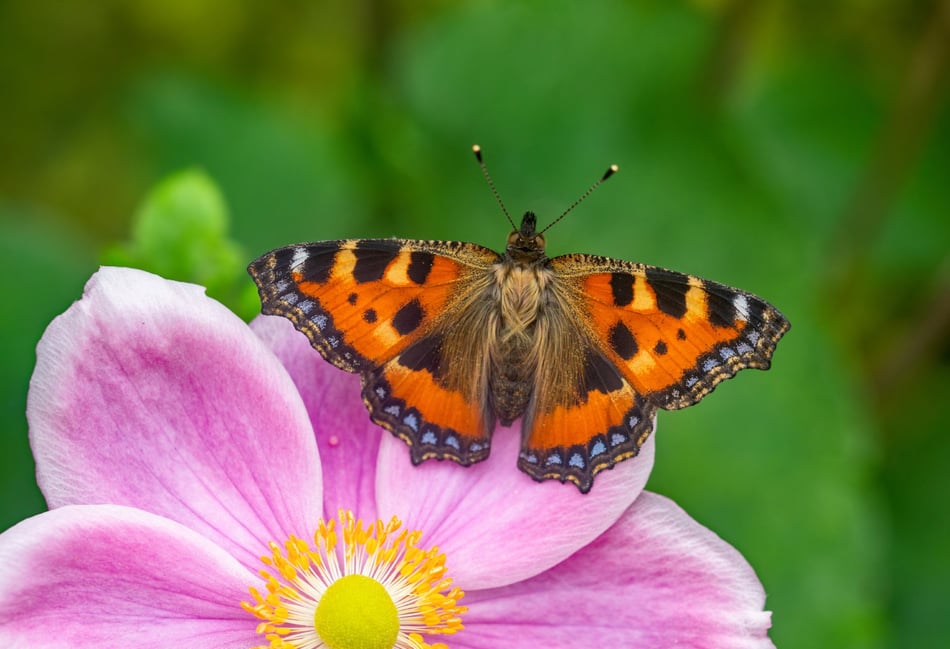 Butterflies need help to reverse decline