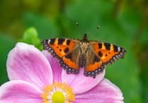 Butterflies need help to reverse decline