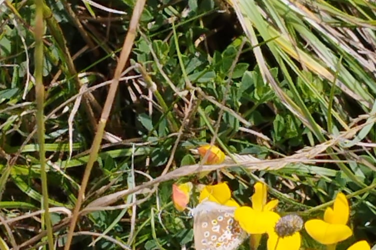 Horseshoe vetch with a brown argus butterfly. Image: Royer Slater