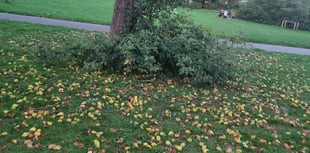 Autumn in Leatherhead: Windfall fruit, jam, and community kindness