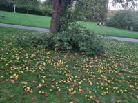 Autumn in Leatherhead: Windfall fruit, jam, and community kindness