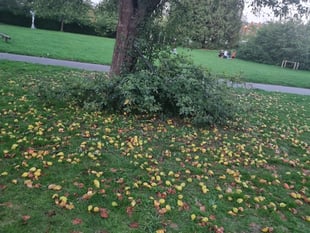 Autumn in Leatherhead: Windfall fruit, jam, and community kindness