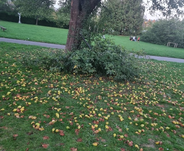 Autumn in Leatherhead: Windfall fruit, jam, and community kindness