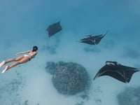 Dive deep into the sea at Ocean Film Festival in Guildford