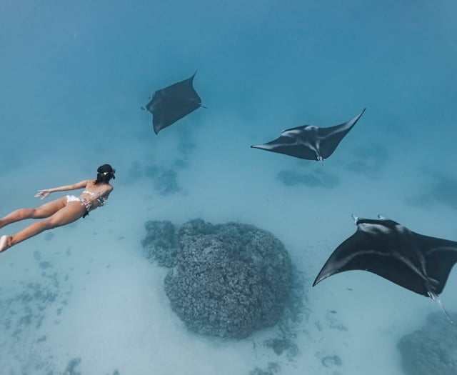 Dive deep into the sea at Ocean Film Festival in Guildford